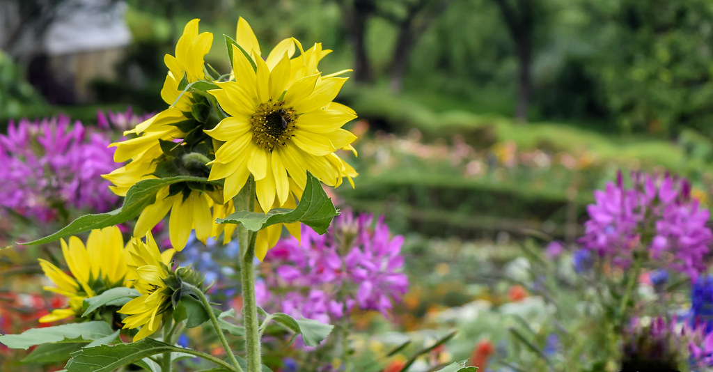 Chettiar Park, kodaikanal