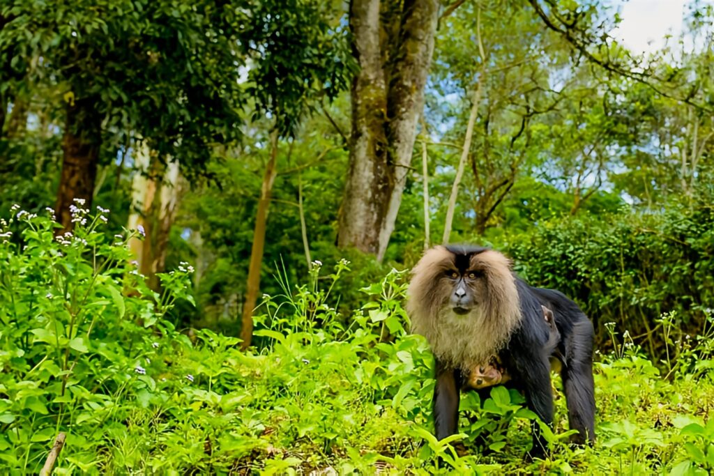 Indira Gandhi Wildlife Sanctuary and National Park