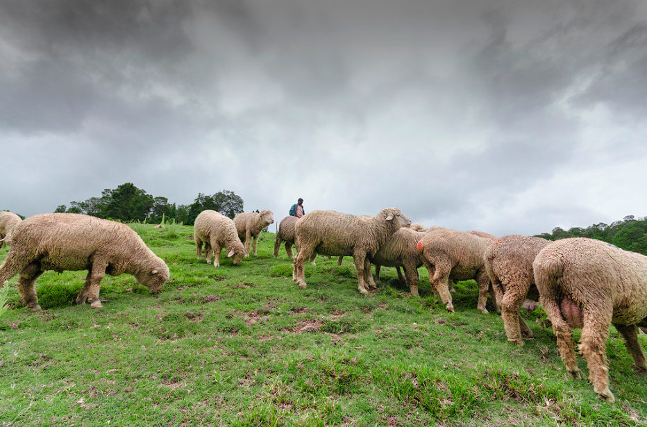 Mannavanur Sheep Station